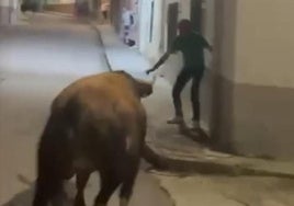 Momento en el que el astado embiste al hombre.