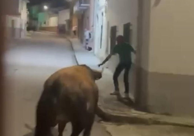 Momento en el que el astado embiste al hombre.