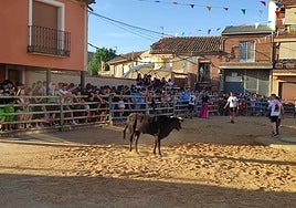 Una de las vaquillas durante el festejo, celebrado en la plaza de San Pedro ante numerosos aficionados