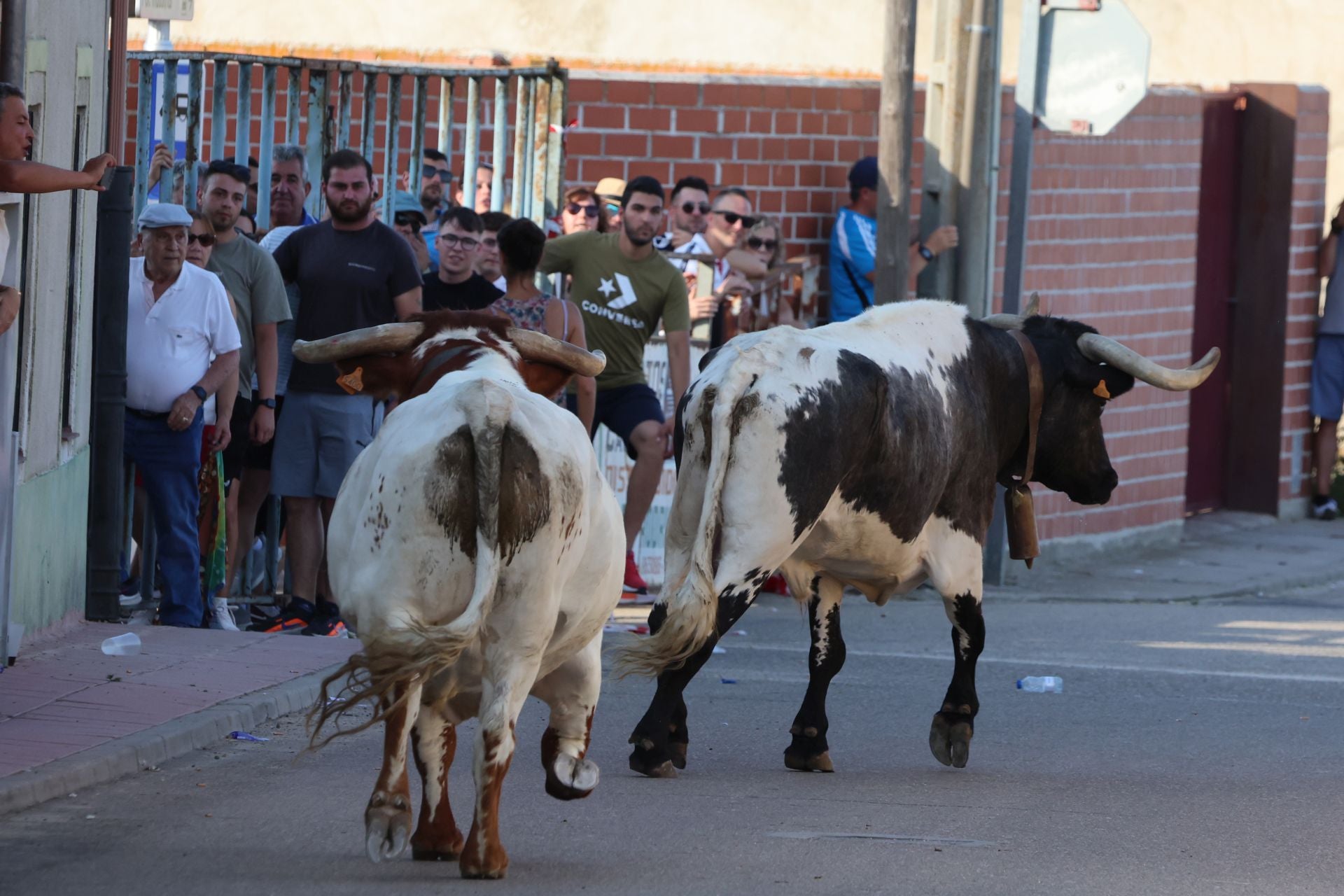 Las imágenes del encierro en Fresno el Viejo