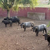 Toros de la ganadería de Partido de Resina, antes de embarcar.