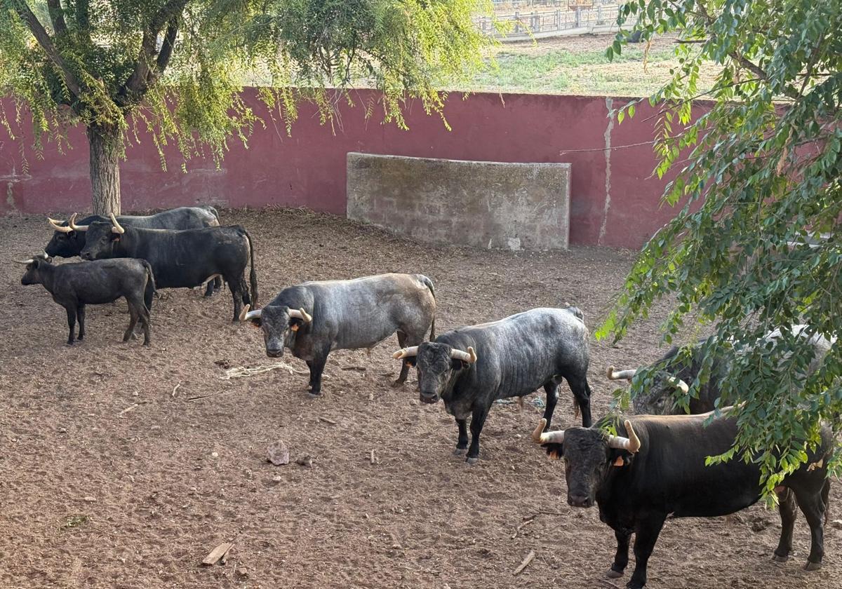 Toros de la ganadería de Partido de Resina, antes de embarcar.