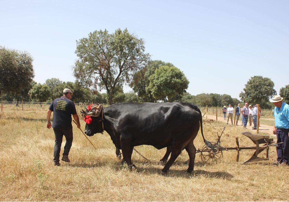 Durante la inauguración de arado tradicional