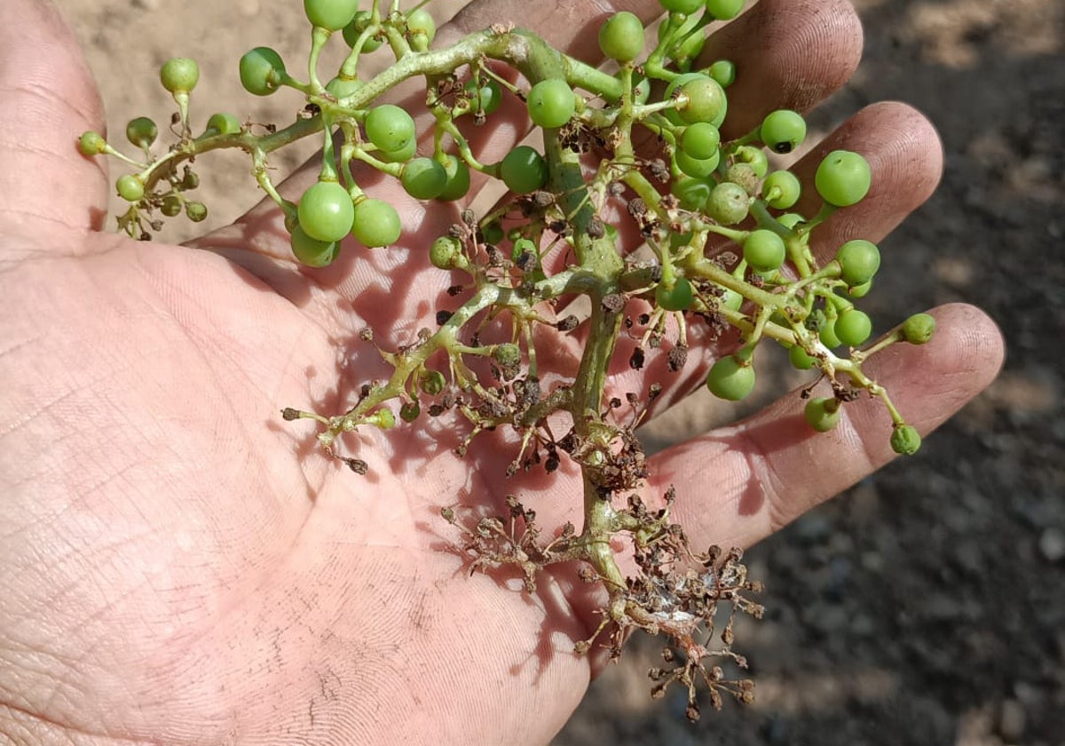 El mildiu acecha a la cosecha de Rueda con daños importantes en el viñedo