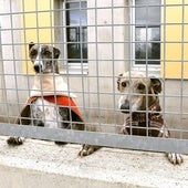 Animales en el centro de acogida de Palencia.