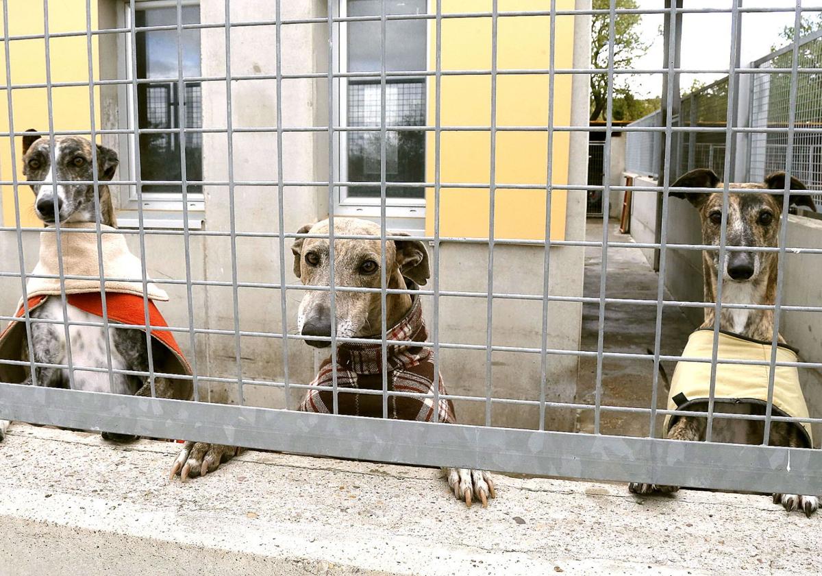 Animales en el centro de acogida de Palencia.