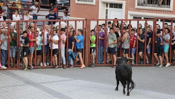 Participantes, a resguardo ante la presencia del toro.