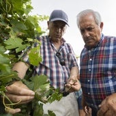 Viticultores examinan una hoja de vid afectada por el mildiu.