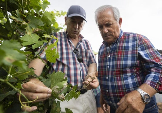 Viticultores examinan una hoja de vid afectada por el mildiu.