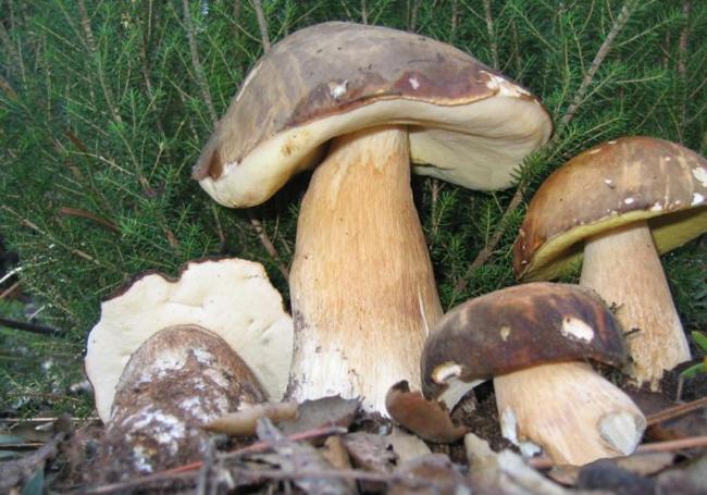 Boletus aereus.