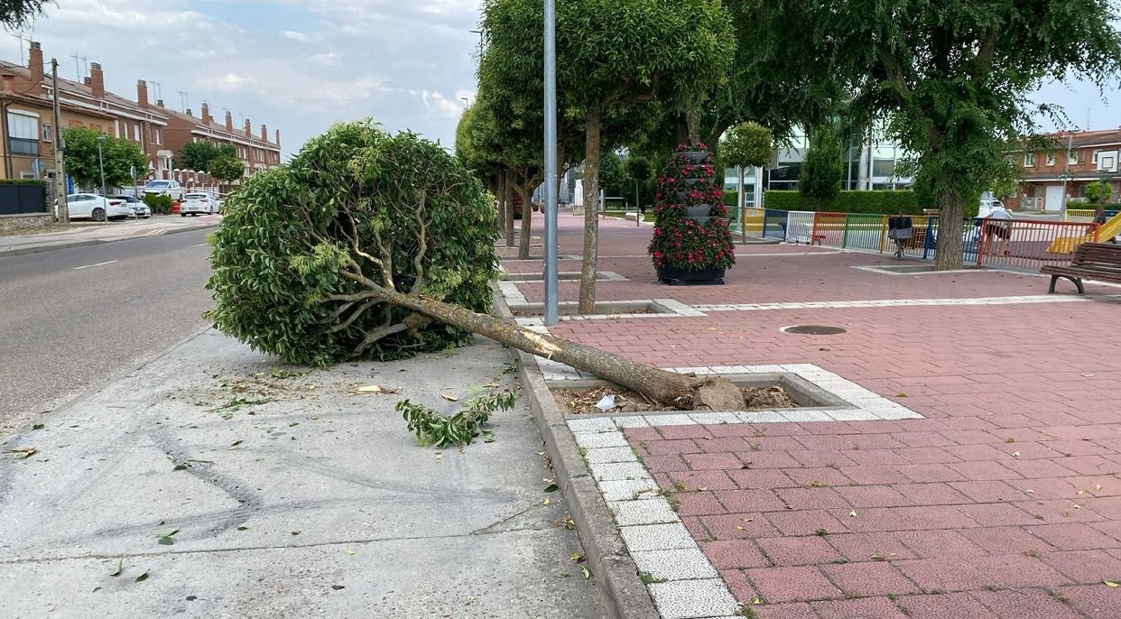 Árbol derribado por un camión en Tudela de Duero.