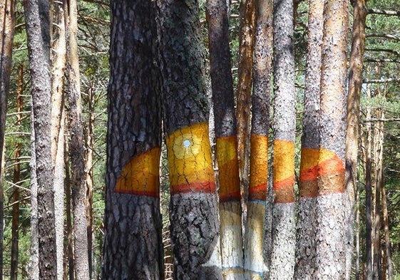 Bosque Amogable, en Soria