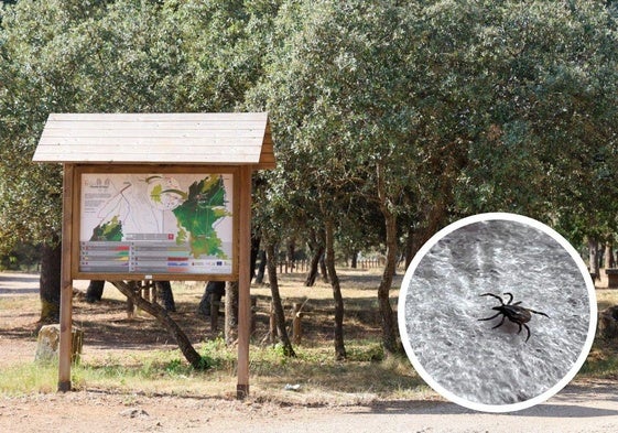 Médicos y veterinarios alertan del incremento de garrapatas que llegan a las zonas urbanas