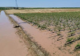Viñedos de la comarca de Medina anegados de agua, el pasado viernes.