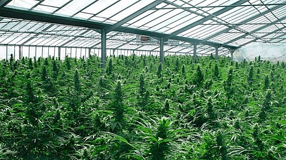 El cannabis saca del ERTE a medio centenar de trabajadores de una empresa de Soria