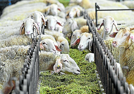 UCCL reclama mejoras urgentes para el ovino y caprino de leche