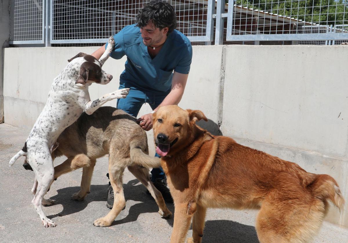 El responsable de Ruralvet, Adrián Bermejo, juega con algunos de los perros.