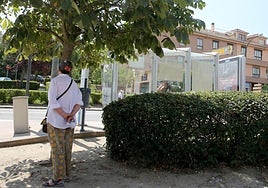 Una mujer espera el autobús a la sombra de un árbol junto a una marquesina.