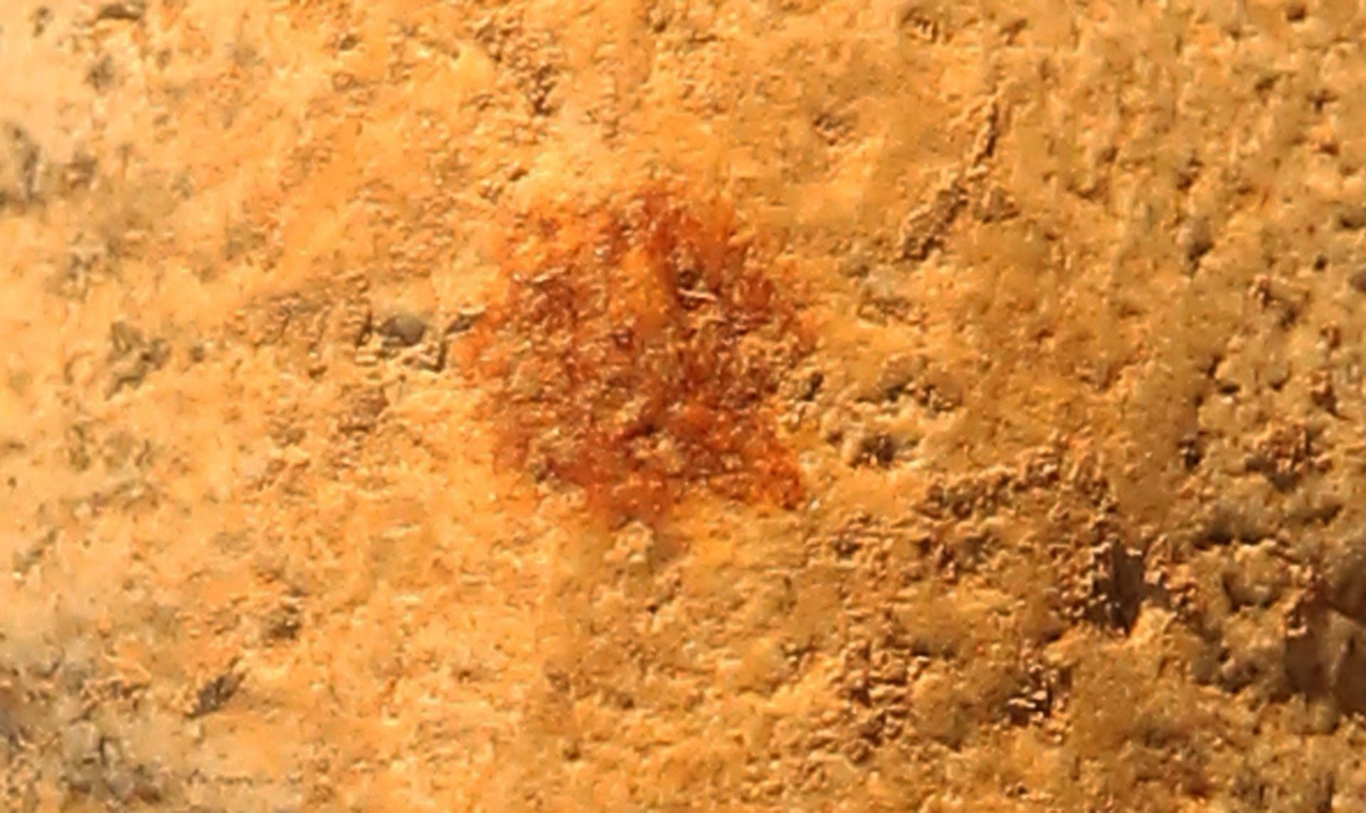 La exposición de la huella más antigua del mundo, en imágenes