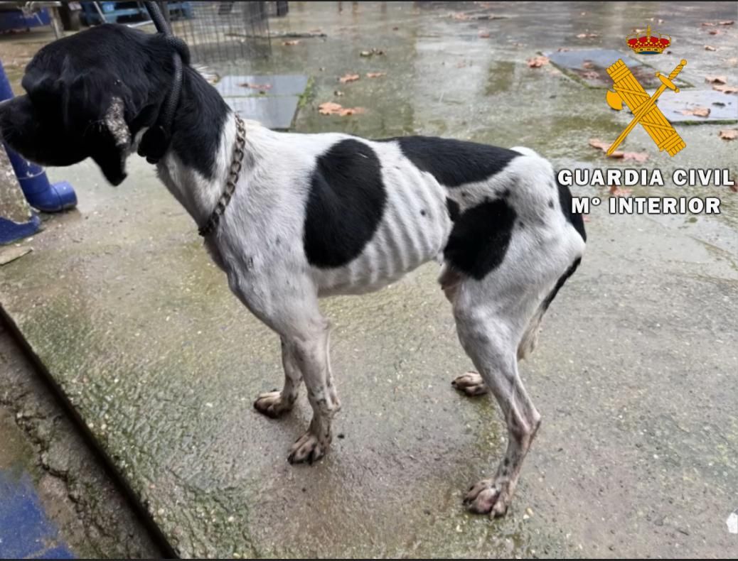 El rescate de 23 perros maltratados, en imágenes