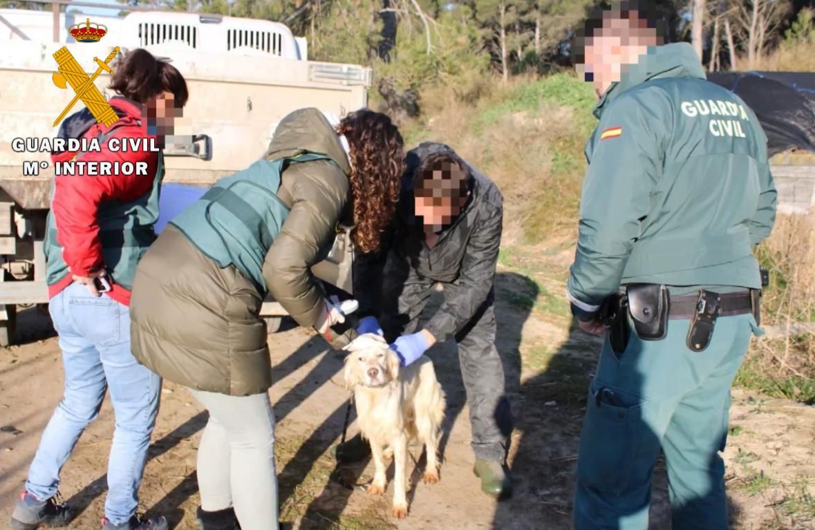 El rescate de 23 perros maltratados, en imágenes