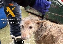 Perros rescatados por la Guardia Civil