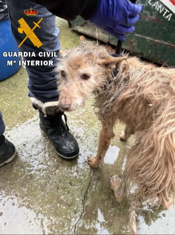 El rescate de 23 perros maltratados, en imágenes