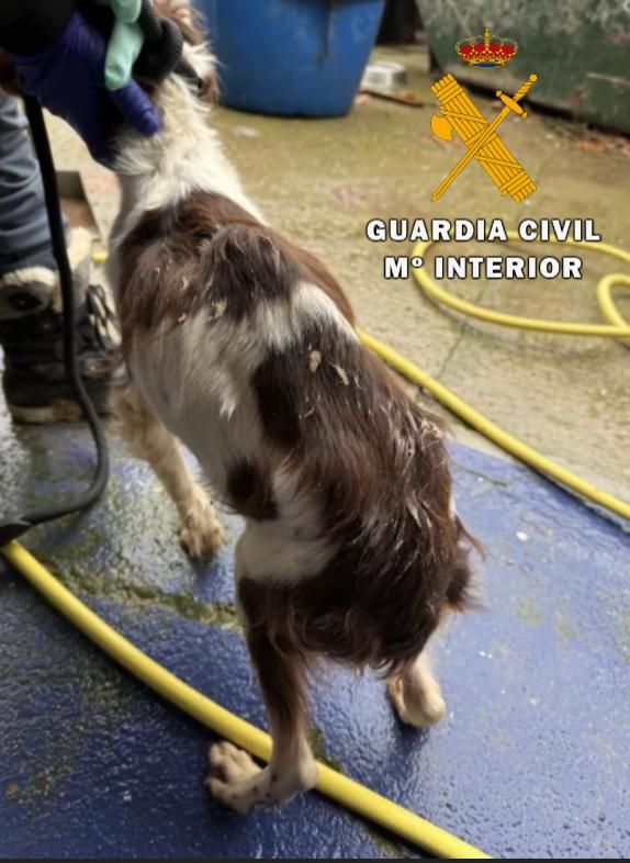 El rescate de 23 perros maltratados, en imágenes