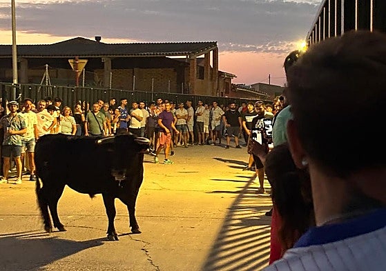 Uno de los tres animales que salieron a las calles de Cigales.