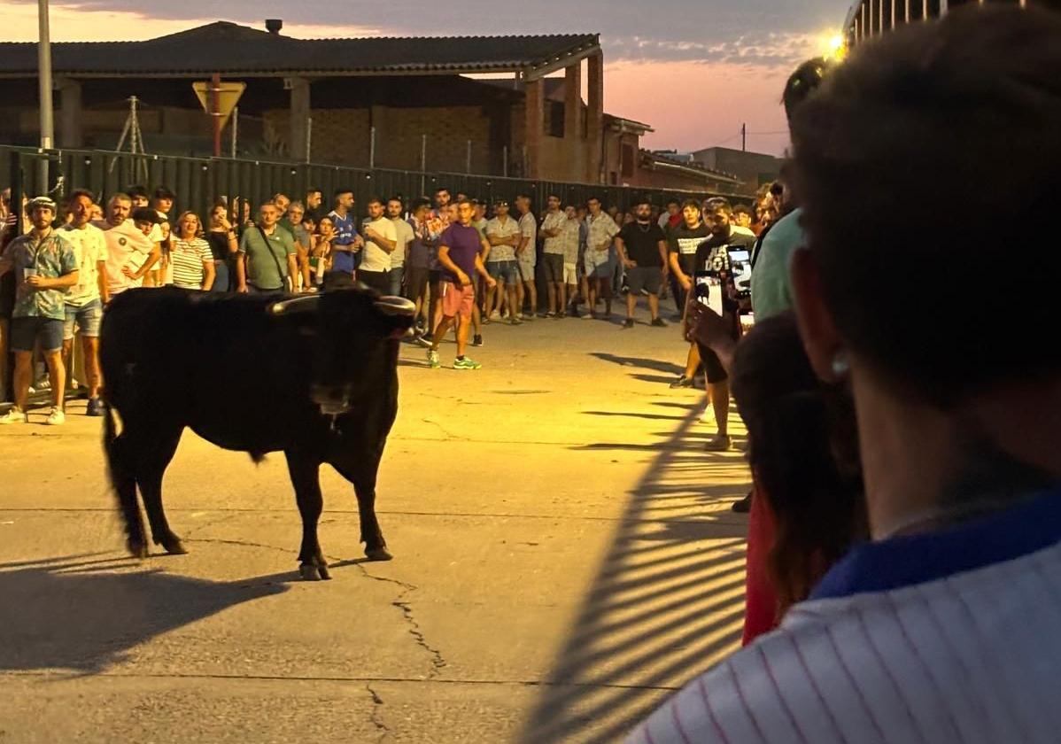 Uno de los tres animales que salieron a las calles de Cigales.