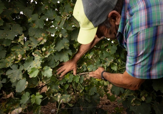 Viñedo afectado de mildiu en La Seca (Valladolid).