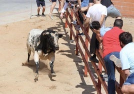 Uno de los toros se acerca a la talanquera.