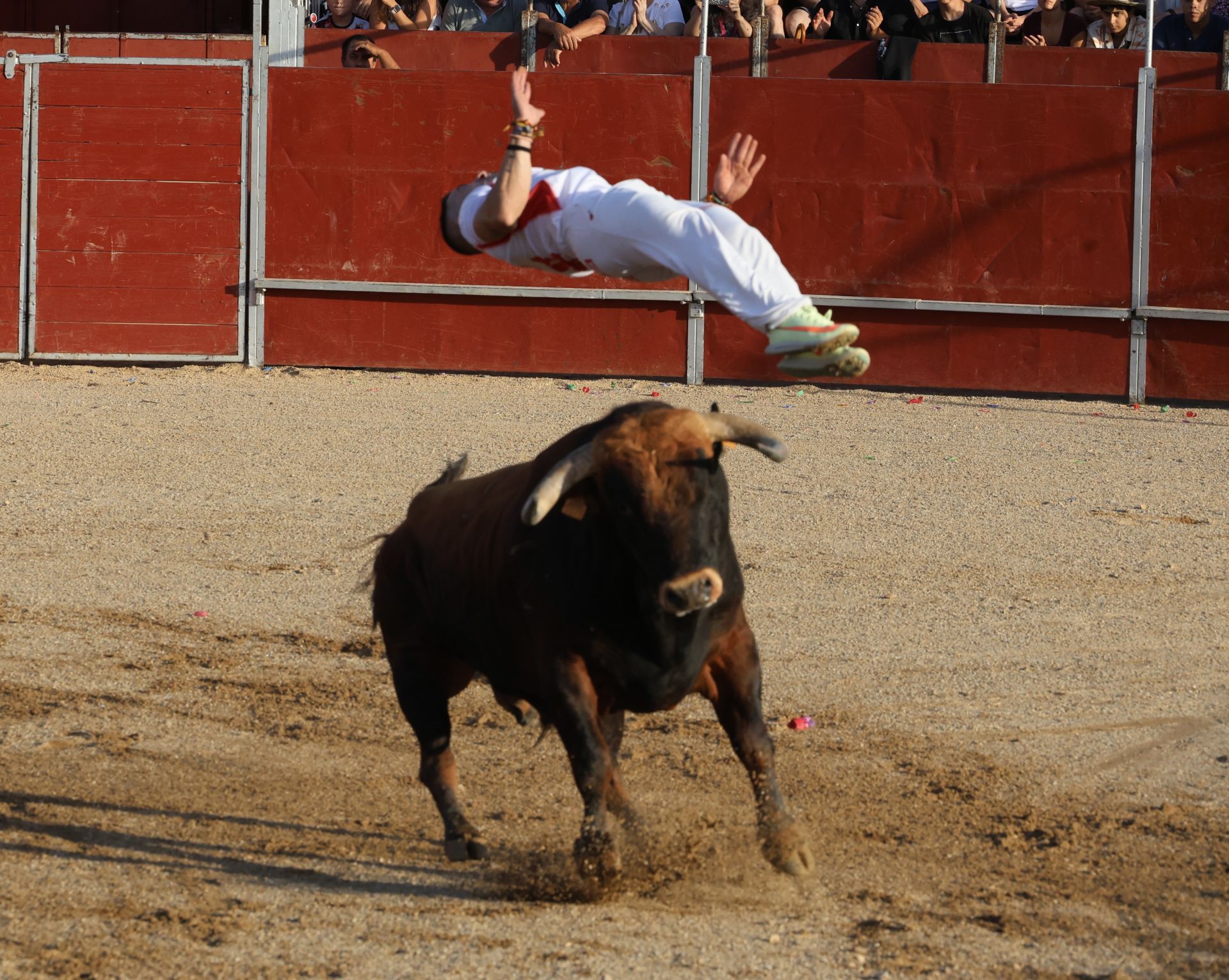Las imágenes del concurso de cortes en Cigales