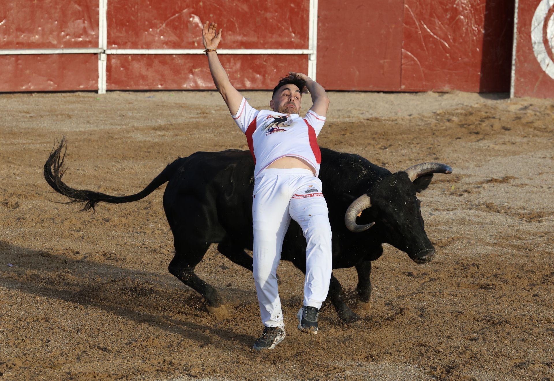 Las imágenes del concurso de cortes en Cigales