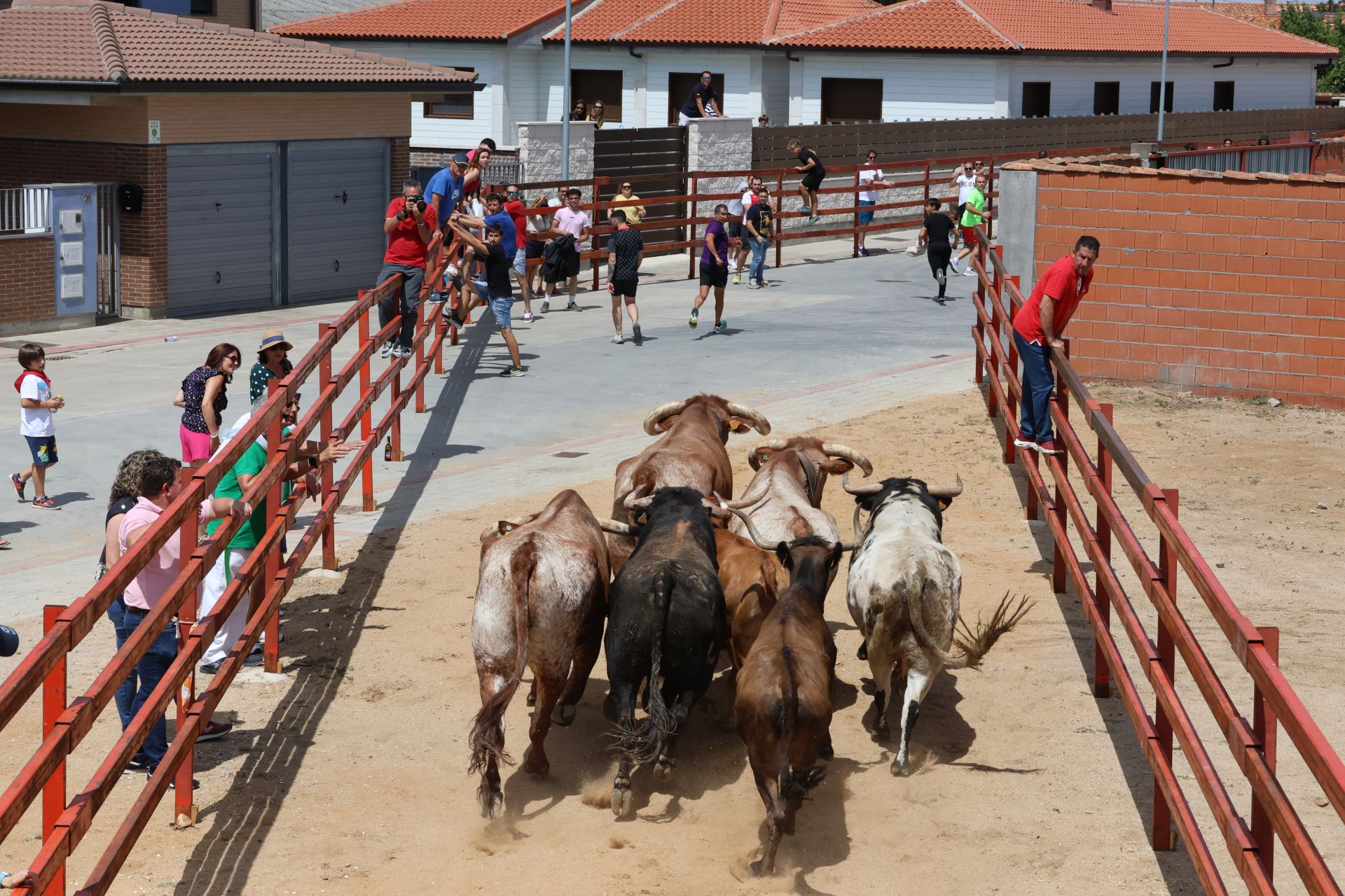 Encierro en las fiestas de Matapozuelos