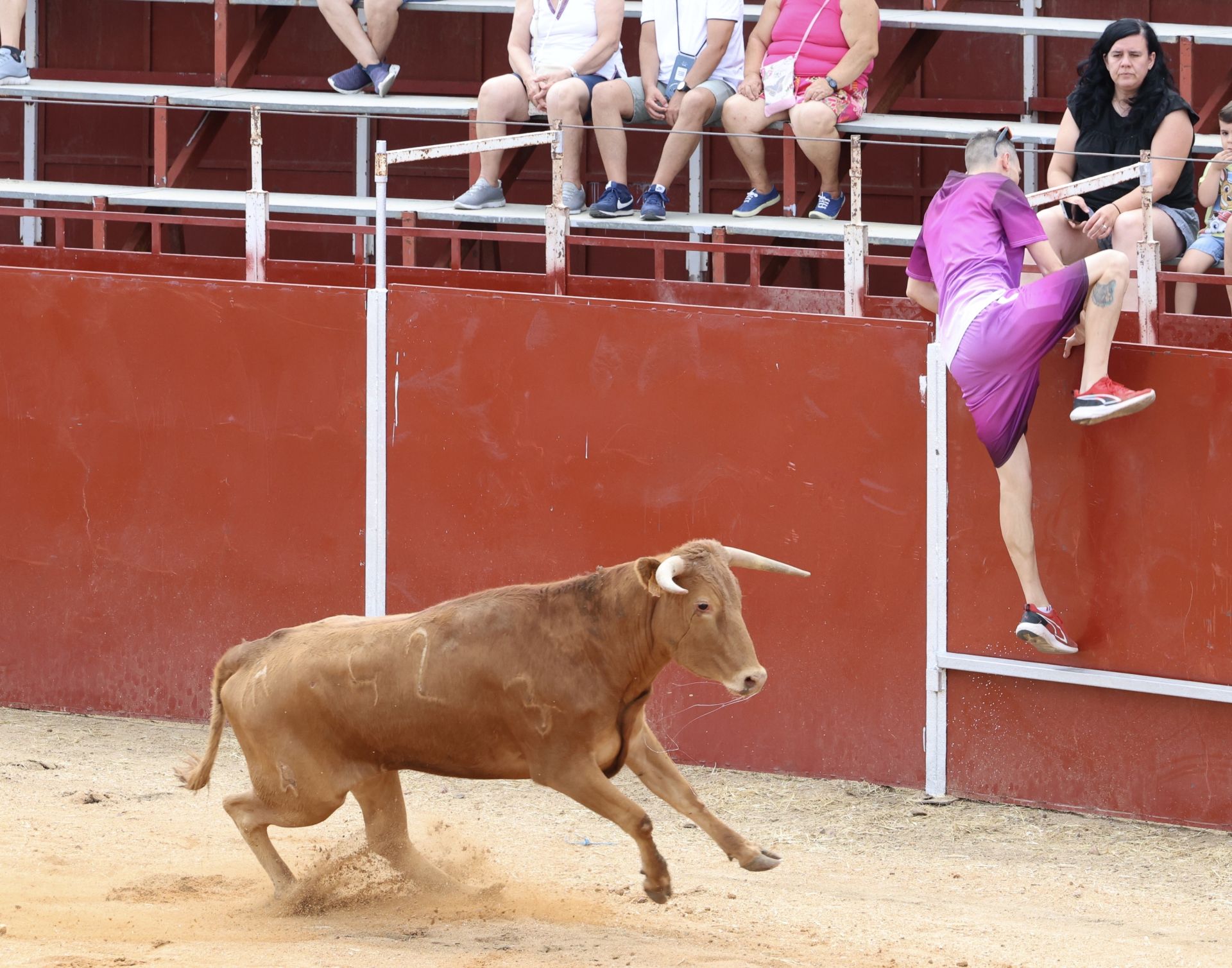 Encierro en las fiestas de Matapozuelos