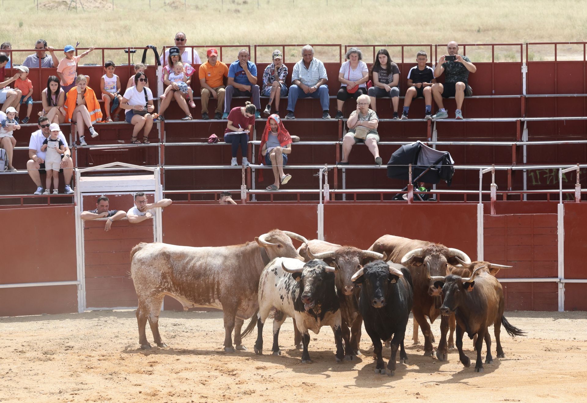 Encierro en las fiestas de Matapozuelos