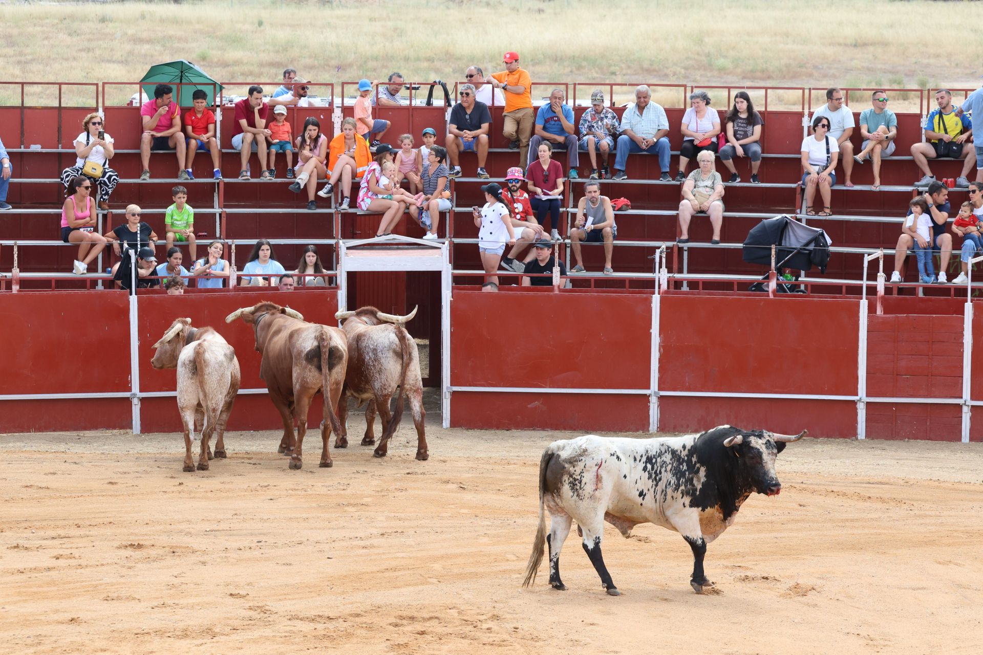 Encierro en las fiestas de Matapozuelos