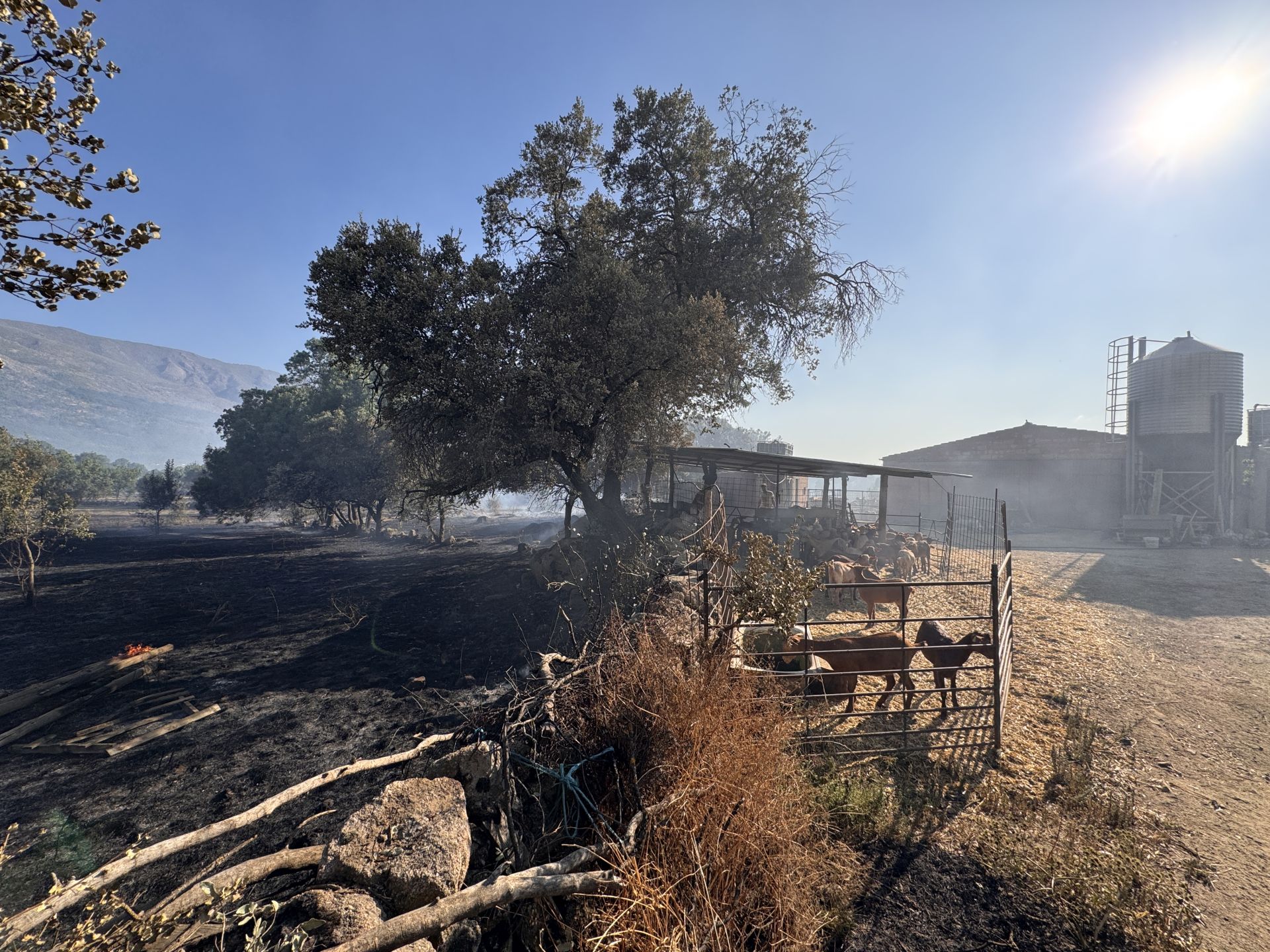 Imágenes del incendio de Navaluenga y los trabajos de extinción