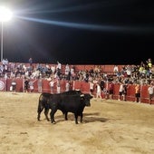 Los dos toros en la plaza de Cigales.