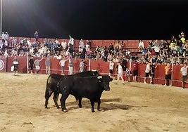 Los dos toros en la plaza de Cigales.