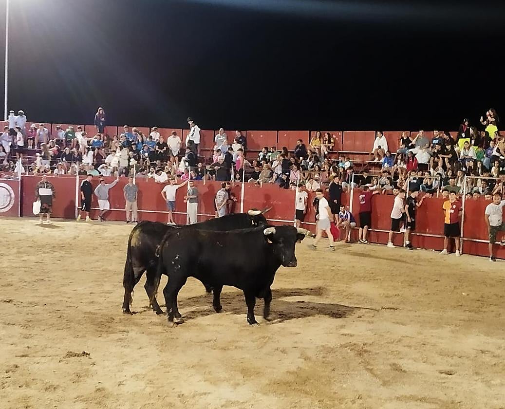 Los dos toros en la plaza de Cigales.