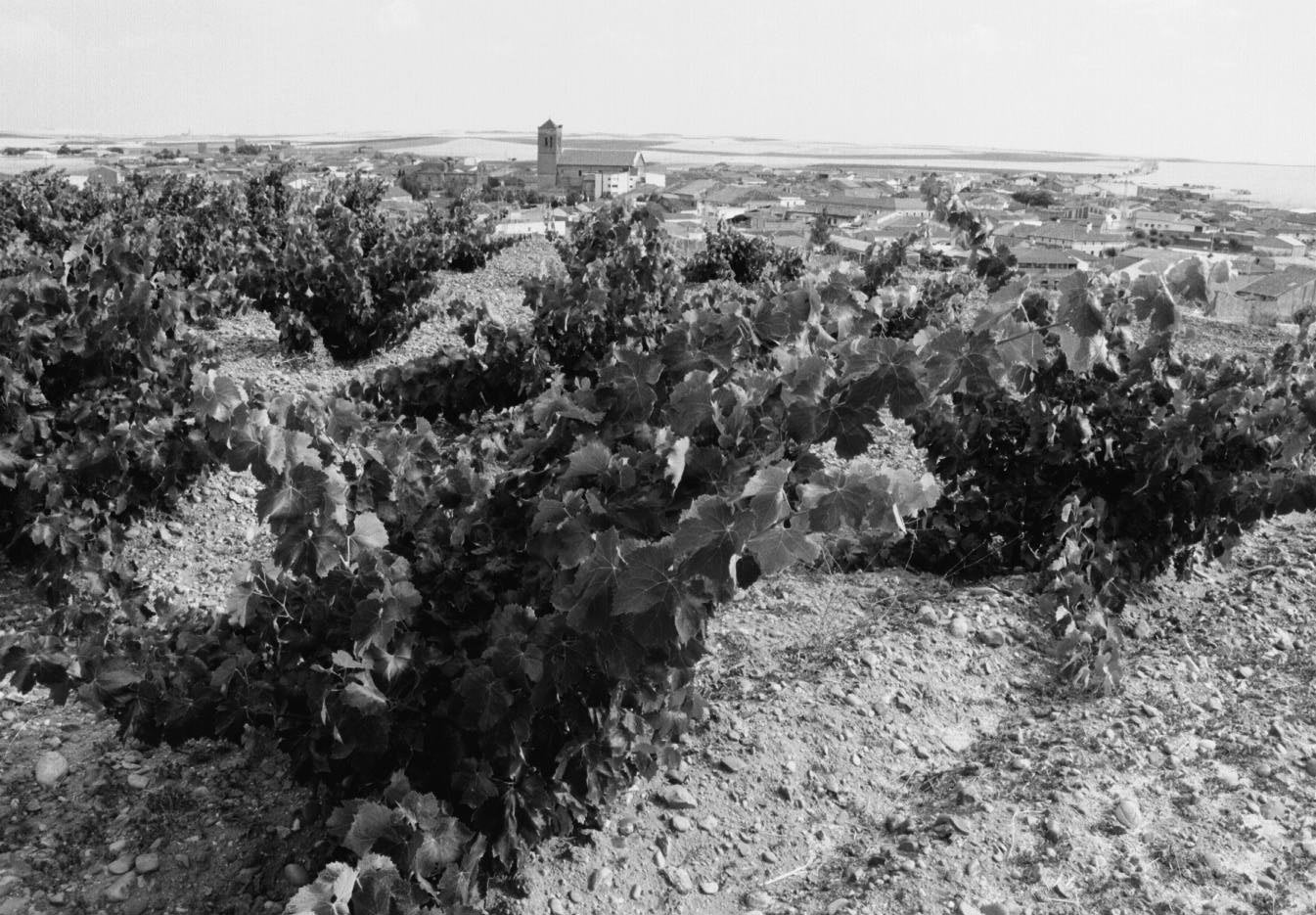 Extensión de viñedos en los campos de La Seca. 2 de agosto de 1999.