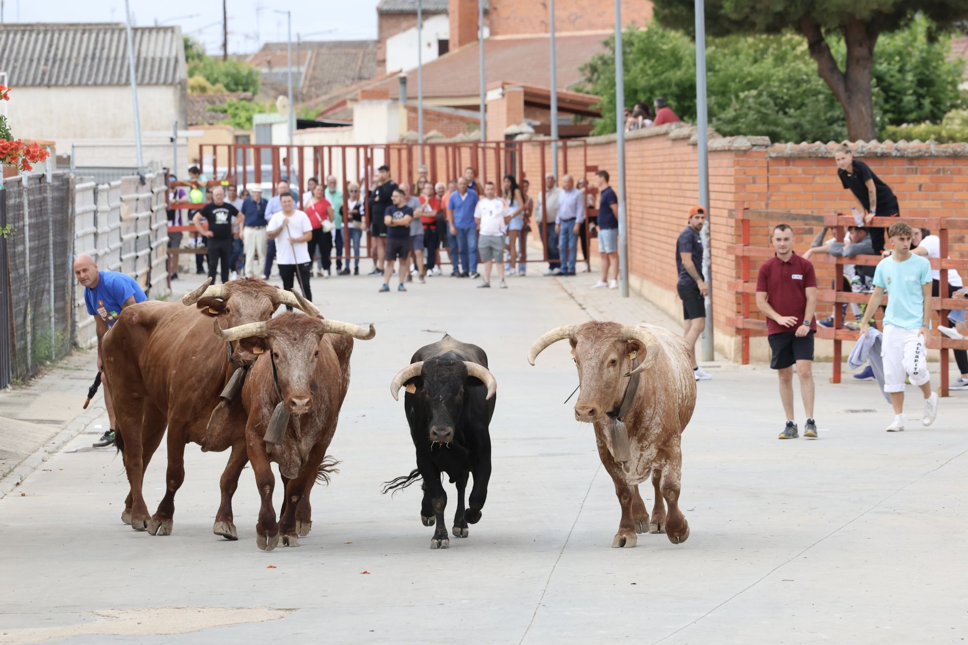 Encierro del domingo en las fiestas de Matapozuelos