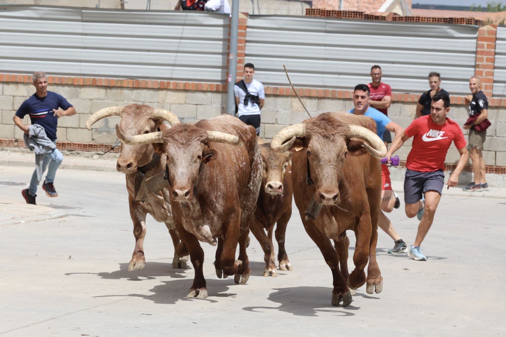 Encierro del domingo en las fiestas de Matapozuelos