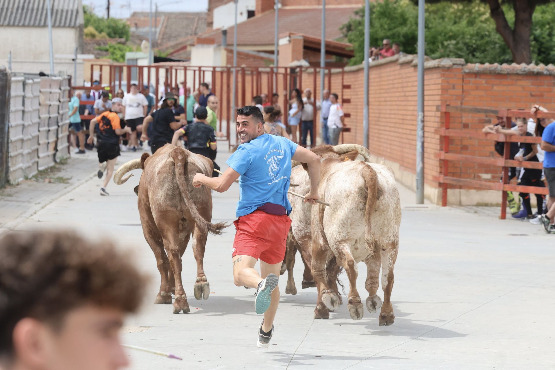 Encierro del domingo en las fiestas de Matapozuelos