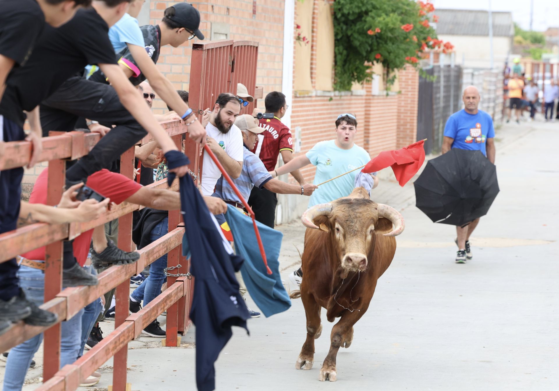 Encierro del domingo en las fiestas de Matapozuelos