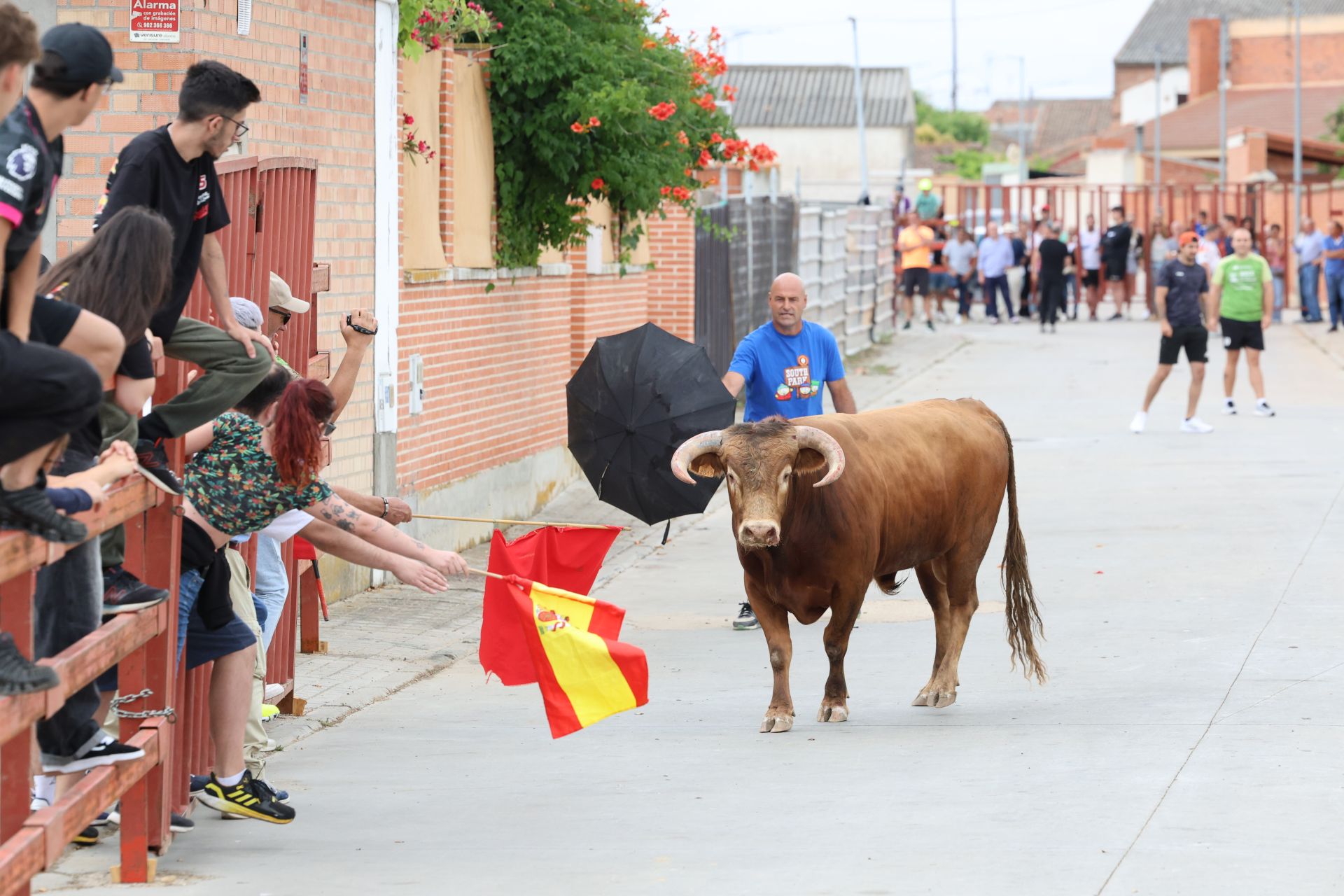 Encierro del domingo en las fiestas de Matapozuelos