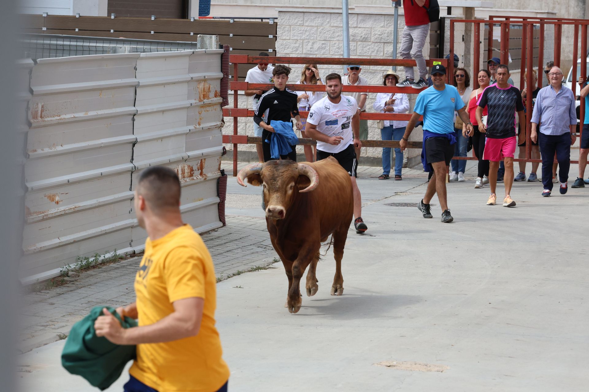 Encierro del domingo en las fiestas de Matapozuelos