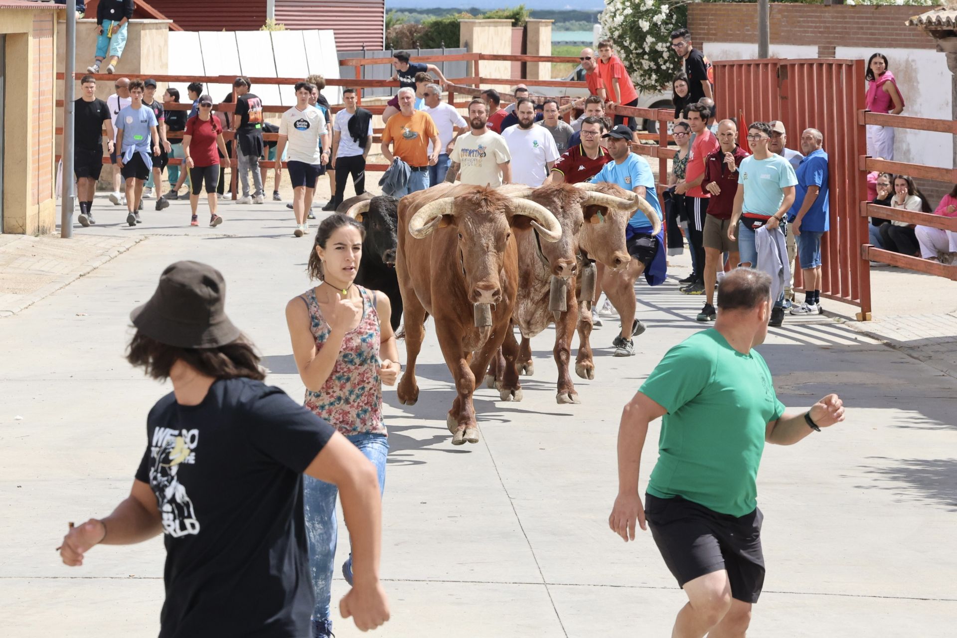 Encierro del domingo en las fiestas de Matapozuelos